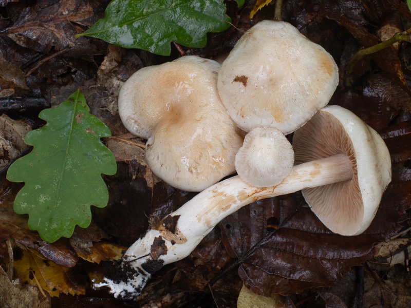 Cortinarius barbatus